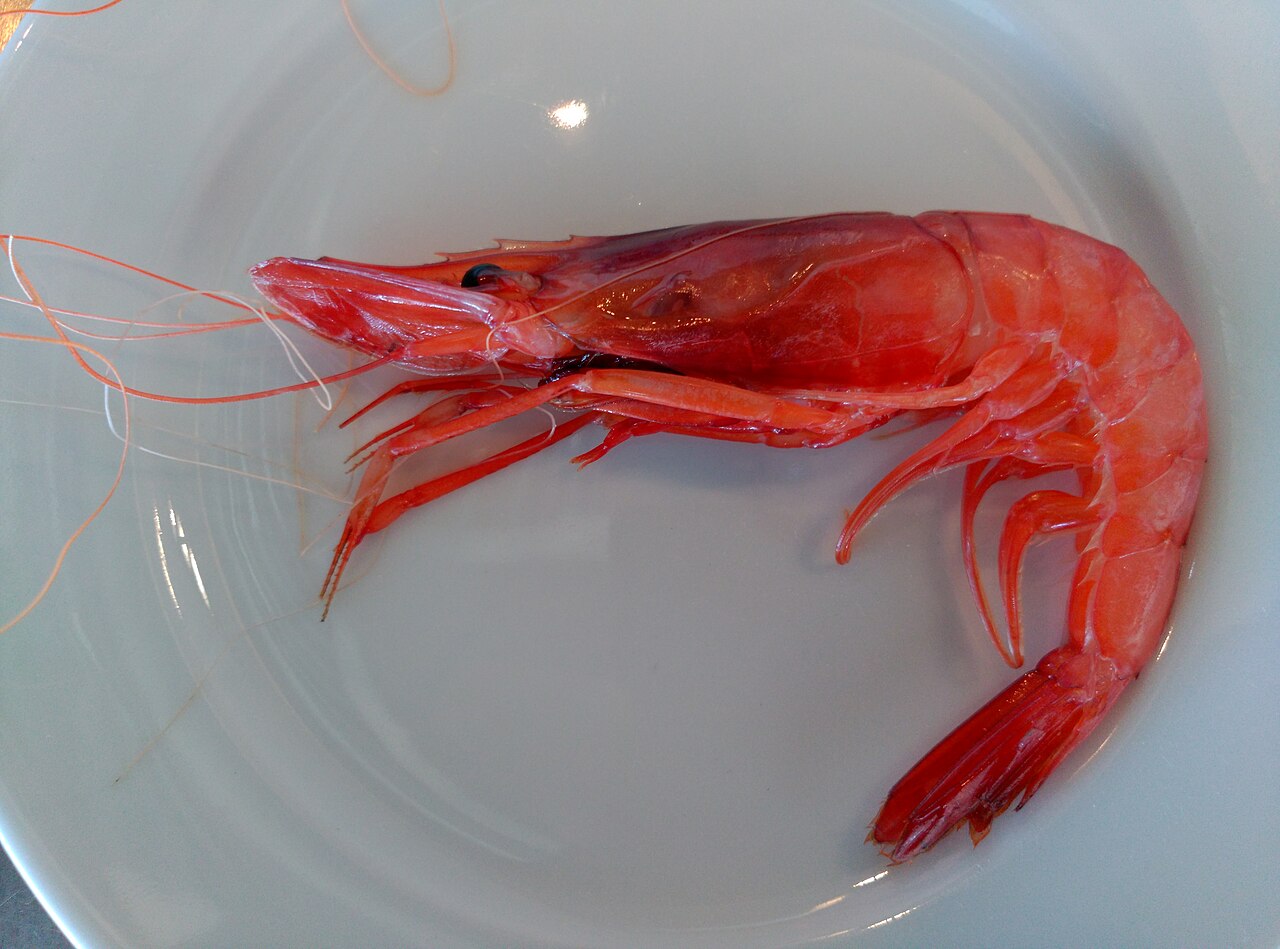 Gamba de Palamós
